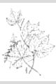 View a larger version of this image and Profile page for Calycocarpum lyonii (Pursh) A. Gray