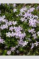 View a larger version of this image and Profile page for Phlox subulata L.