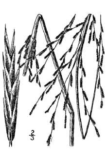Line Drawing of Leptochloa fusca (L.) Kunth ssp. fascicularis (Lam.) N. Snow