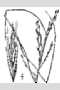 View a larger version of this image and Profile page for Leptochloa fusca (L.) Kunth ssp. fascicularis (Lam.) N. Snow