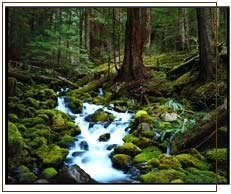 picture of mountain stream