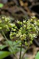 View a larger version of this image and Profile page for Aralia nudicaulis L.