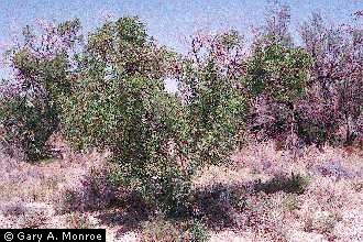 Photo of Fraxinus velutina Torr.