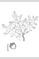 View a larger version of this image and Profile page for Quercus falcata Michx.