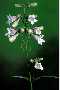 View a larger version of this image and Profile page for Penstemon digitalis Nutt. ex Sims