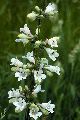 View a larger version of this image and Profile page for Penstemon digitalis Nutt. ex Sims