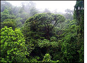 Forest Canopy