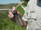 Photo of a person collecting purple loosestrife  biocontrol beetles.