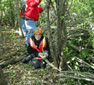 Photo of volunteers working to cut down buckthorn.