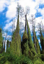 Photo of Old World climbing fern working its way up the trunks of cypress trees. 