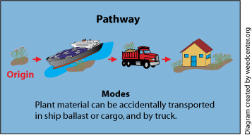 Diagram showing the movement of a plant from its origin to its destination, by different modes along a pathway. 