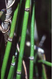 Photo of Equisetum laevigatum A. Braun