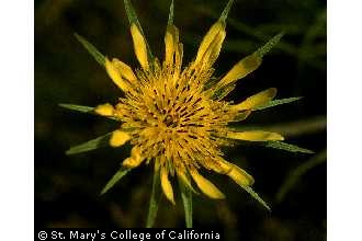 Photo of Tragopogon dubius Scop.