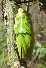 Photo of Green Treefrog. Photo by Bob Loudon