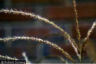 Photo of Miscanthus sinensis Andersson