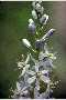 View a larger version of this image and Profile page for Camassia scilloides (Raf.) Cory