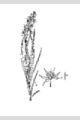 View a larger version of this image and Profile page for Camassia scilloides (Raf.) Cory