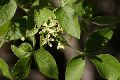 View a larger version of this image and Profile page for Ptelea trifoliata L.