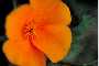 View a larger version of this image and Profile page for Eschscholzia californica Cham.