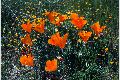 View a larger version of this image and Profile page for Eschscholzia californica Cham.