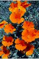 View a larger version of this image and Profile page for Eschscholzia californica Cham.