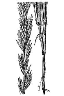 Line Drawing of Leymus flavescens (Scribn. & J.G. Sm.) Pilg.