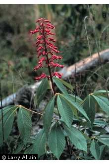 Photo of Aesculus pavia L.