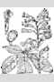 View a larger version of this image and Profile page for Aesculus pavia L.