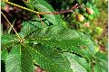View a larger version of this image and Profile page for Aesculus pavia L.