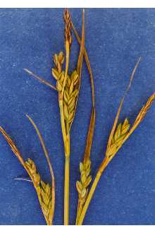 Photo of Carex livida (Wahlenb.) Willd.