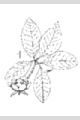 View a larger version of this image and Profile page for Magnolia virginiana L.