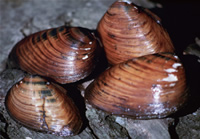 clubshell mussels (Pleurobema clava). Credit: USFWS 