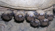 Ailing bats in a New York cave have the condition dubbed white-nose syndrome for the white fungus on their muzzles.  Photo by Al Hicks, New York Department of Environmental Conservation