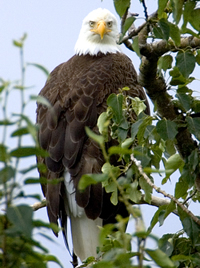 bald eagle in tree