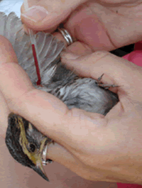Blood sample being taken from a saltmarsh sparrow. 