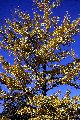 View a larger version of this image and Profile page for Ginkgo biloba L.