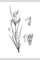 View a larger version of this image and Profile page for Juncus tenuis Willd.
