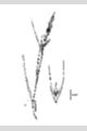 View a larger version of this image and Profile page for Muhlenbergia racemosa (Michx.) Britton, Sterns & Poggenb.