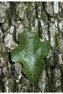 Photo of Quercus stellata Wangenh.