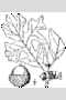 View a larger version of this image and Profile page for Quercus stellata Wangenh.