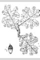 View a larger version of this image and Profile page for Quercus stellata Wangenh.