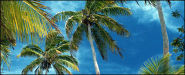 Photo: Palm trees and blue sky