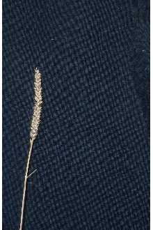 Photo of Carex scirpoidea Michx.