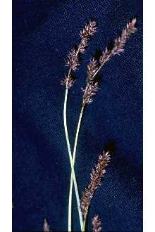 Photo of Carex diandra Schrank