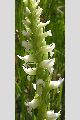 View a larger version of this image and Profile page for Spiranthes romanzoffiana Cham.