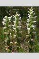 View a larger version of this image and Profile page for Spiranthes romanzoffiana Cham.