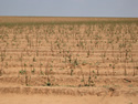 stripped cotton field