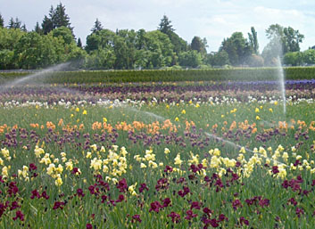 Iris Irrigation
