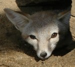 San Joaquin kit fox, Carley Sweet, U.S. Fish & Wildlife Service