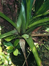 Photo of Frog in Cloud Forest in Nicaragua